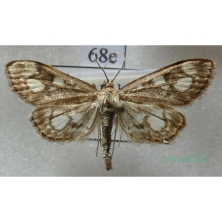 Anania coronata (Hufnagel, 1767) Przezierka hebdzianka Czech68e